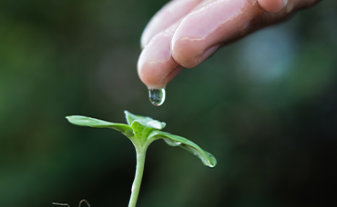 a hand dripping water into a small plant